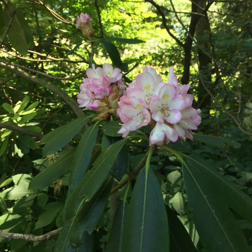 A cluster of pink rhododendron flowers surrounded by lush green leaves in a forest setting.