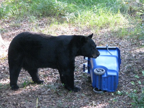 A black bear investigates an overturned blue trash can in a wooded area.