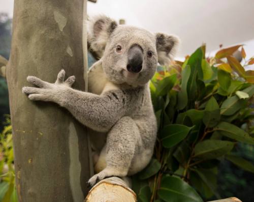 A koala clings to a tree trunk, surrounded by green leaves, with a curious expression on its face.