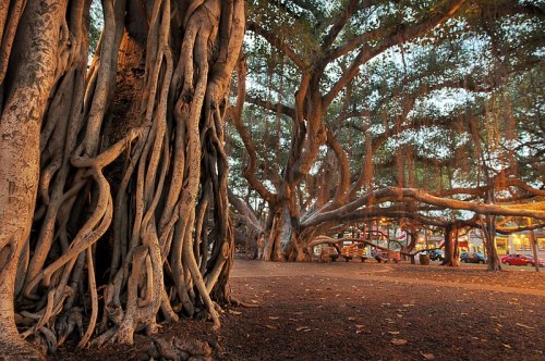 A large banyan tree with sprawling roots and branches, creating a shaded area in a park setting.