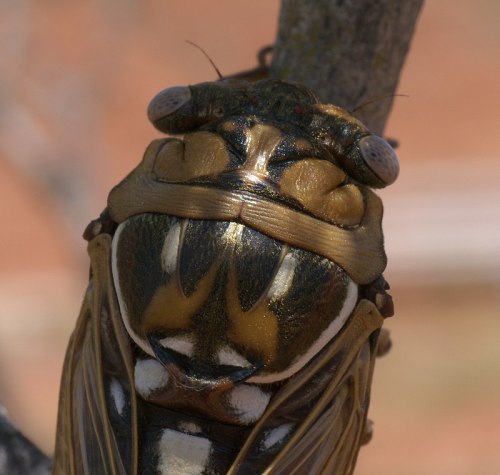 Close-up of a cicada resting on a tree branch, showcasing its detailed eyes and patterned exoskeleton.