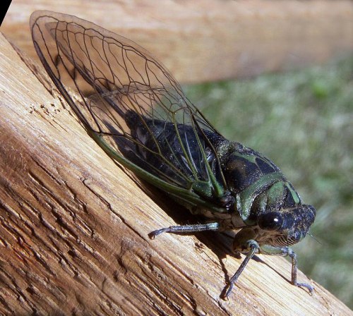 Close-up of a cicada perched on a wooden surface, showcasing its detailed wings and green body.