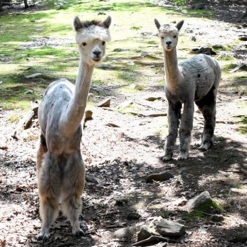 Two alpacas with unique haircuts stand in a sunlit forest clearing, surrounded by rocks and greenery.