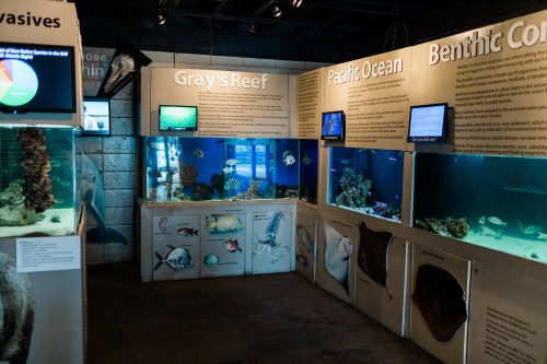 Aquarium exhibit featuring tanks with various marine species and informational displays about ocean ecosystems.