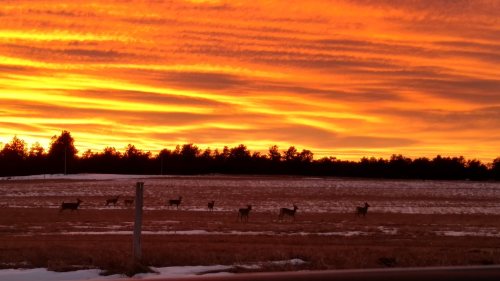 Silhouetted deer graze in a snowy field against a vibrant orange and yellow sunset sky.