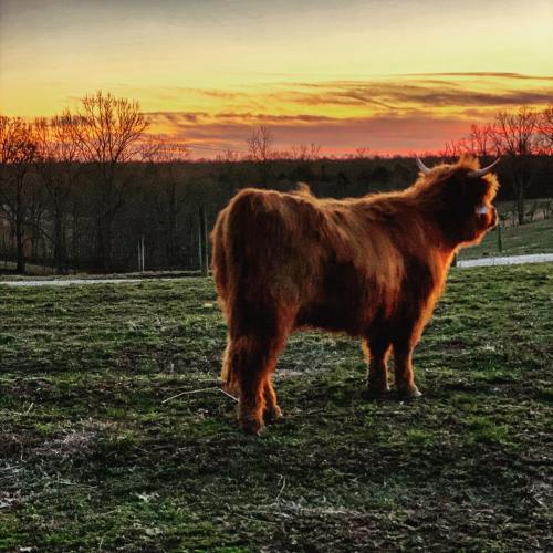 A fluffy Highland cow stands in a field at sunset, with vibrant orange and purple skies in the background.
