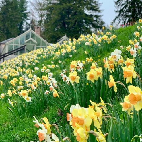 A vibrant hillside covered in blooming yellow daffodils, with a greenhouse in the background and trees above.