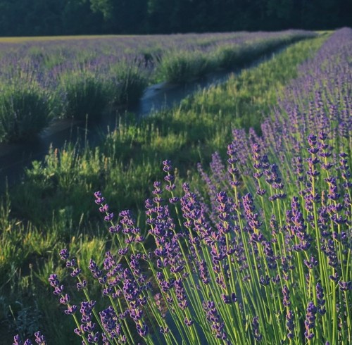 A serene lavender field with rows of vibrant purple flowers under a clear blue sky.