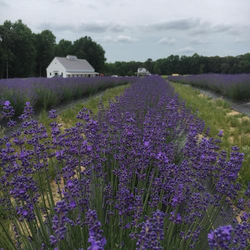 A field of vibrant purple lavender flowers stretches towards a white farmhouse under a cloudy sky.