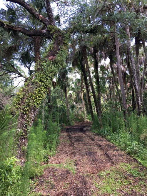A winding dirt path through a lush, green forest with tall trees and dense undergrowth.