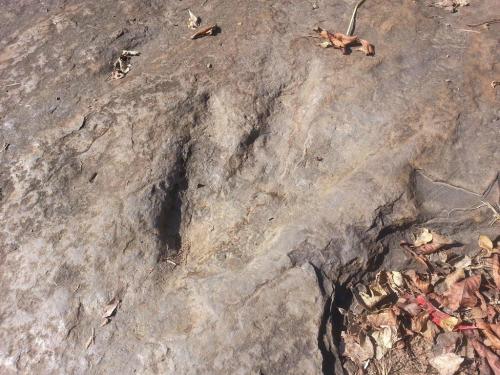 A close-up of a rocky surface with a visible indentation and scattered dry leaves around it.