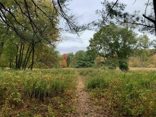 A serene forest path surrounded by trees and colorful autumn foliage under a cloudy sky.
