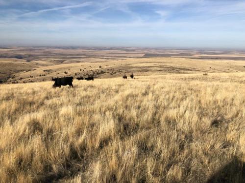 A wide, golden landscape with grazing cows on a grassy hill under a clear blue sky.