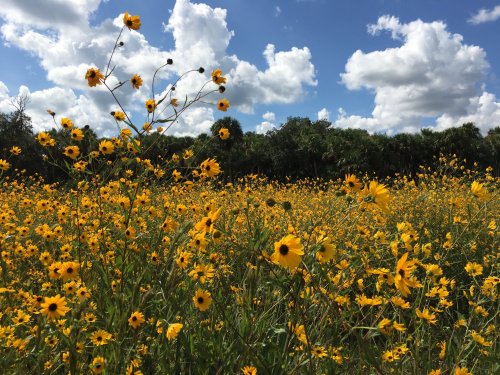 A vibrant field of yellow wildflowers under a blue sky with fluffy white clouds and green trees in the background.