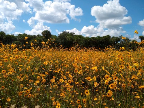 A vibrant field of yellow flowers under a blue sky with fluffy white clouds and green trees in the background.
