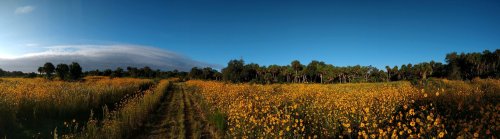 A panoramic view of a vibrant field filled with yellow flowers under a clear blue sky and lush greenery.