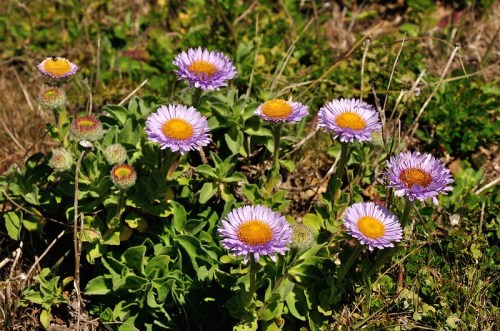 A cluster of purple daisies with yellow centers growing in a grassy field.