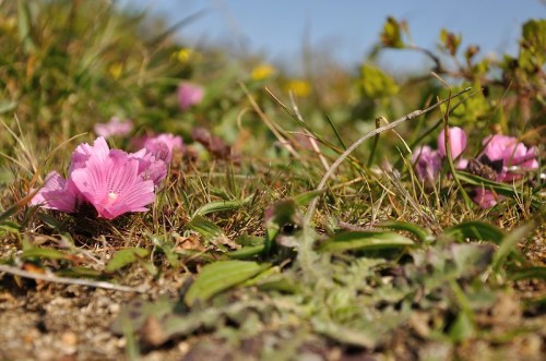 Close-up of pink flowers blooming among green grass and foliage under a clear blue sky.