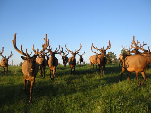 A herd of elk with large antlers grazing in a green field under a clear blue sky.