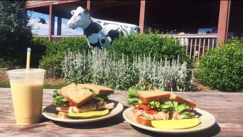 Two sandwiches with lettuce, tomato, and turkey on plates, alongside a smoothie, with a cow statue in the background.