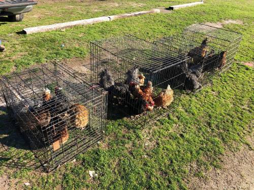 Several wire cages containing chickens are placed on green grass in an outdoor setting.