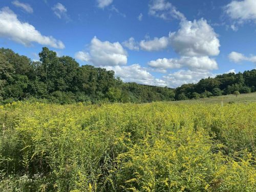A vibrant field of yellow wildflowers under a blue sky with fluffy clouds, surrounded by green trees and hills.