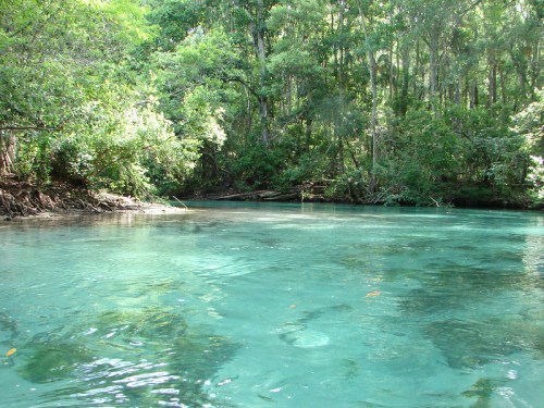 A serene, clear blue river surrounded by lush green trees and dense foliage.