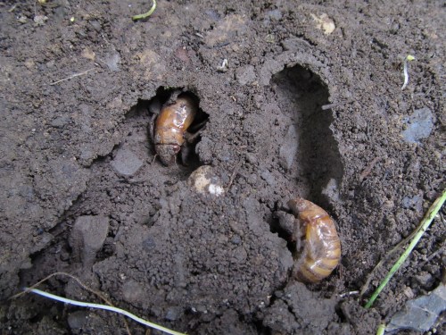 Two larvae partially emerging from dark, moist soil, surrounded by dirt and small grass blades.