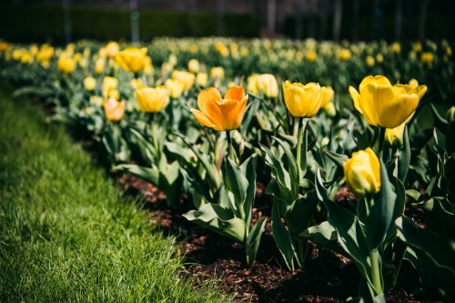 A vibrant field of yellow and orange tulips blooming among lush green leaves and grass.