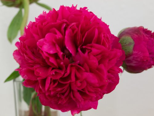 Close-up of a vibrant pink peony flower with lush, layered petals against a light background.