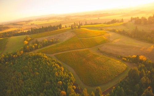 Aerial view of lush vineyards and rolling hills bathed in golden sunlight during sunset.