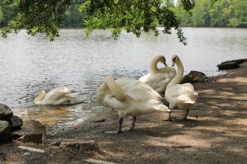 Four swans by a calm lake, with one swimming and three standing on the shore under a tree.