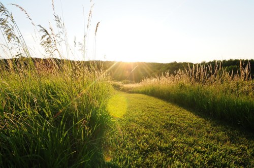 A sunlit path through tall grass, with sunlight streaming over the horizon in a serene landscape.