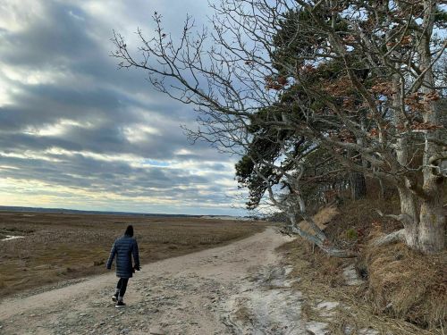 A person walks along a sandy path beside a tree, with a cloudy sky and marshland in the background.
