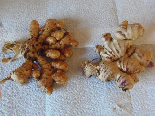 Two pieces of fresh ginger root on a paper towel, showcasing their knobby, textured surfaces.