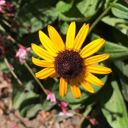 A bright yellow flower with a dark center, surrounded by green leaves and small pink blooms in the background.