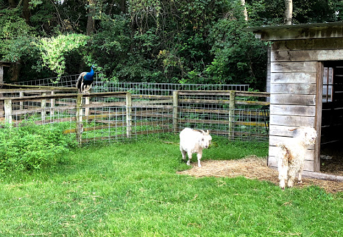 A peacock perched on a fence near two goats in a grassy area with a wooden shed.