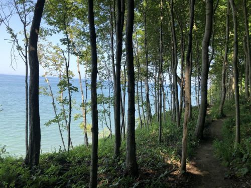 A serene forest path lined with tall trees, leading to a calm lake visible through the foliage.