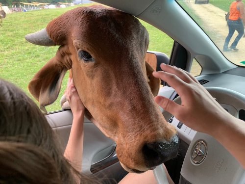 A cow's head leans into a car, while a person gently reaches out to touch it from inside the vehicle.