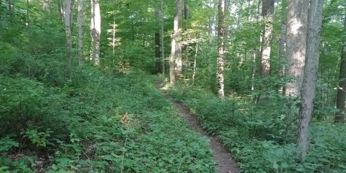 A narrow dirt path winds through a lush green forest filled with tall trees and dense underbrush.