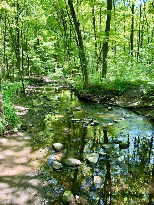 A serene forest scene with a clear stream, smooth stones, and vibrant green trees reflecting in the water.