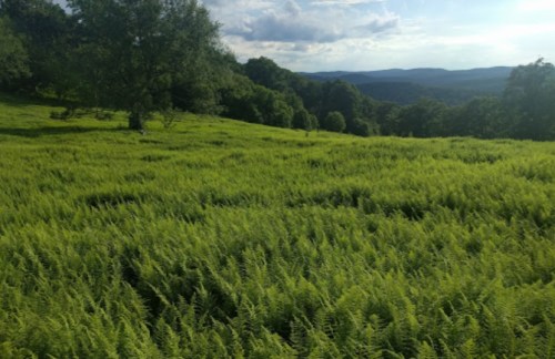 Lush green ferns blanket a hillside under a bright sky, with distant mountains visible in the background.