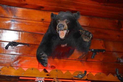 A mounted black bear head with an open mouth, displayed on a wooden wall alongside two handguns.