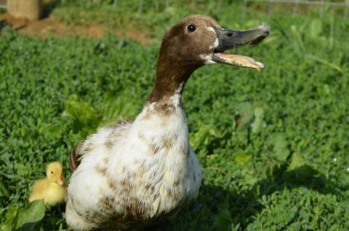 A brown and white duck stands on green grass, with a yellow duckling nearby.