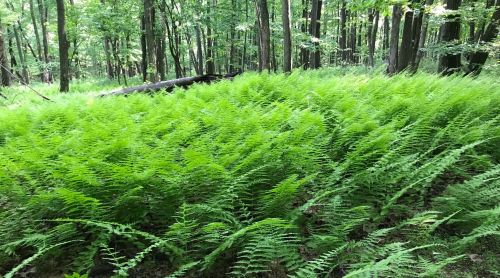 Lush green ferns blanket the forest floor, surrounded by tall trees in a vibrant woodland setting.