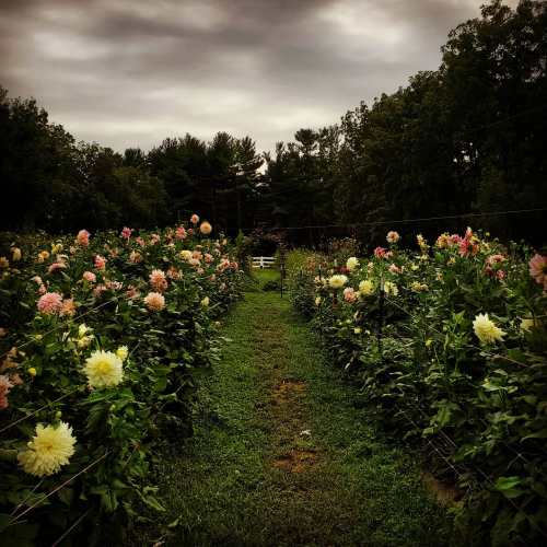 A pathway through a flower field with pink and yellow blooms under a cloudy sky, surrounded by trees.