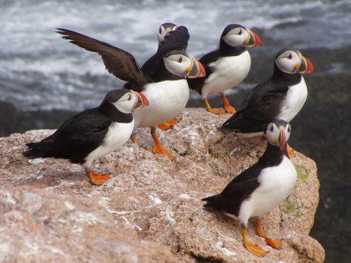 A group of six puffins standing on a rocky ledge by the sea, with one puffin spreading its wings.