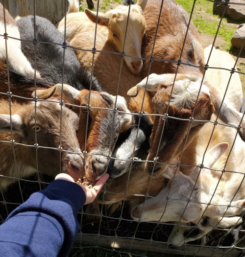 A hand holds food as several goats eagerly reach through a fence to eat.