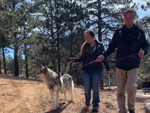 A man and a woman walk a wolf on a leash through a wooded area with tall trees.