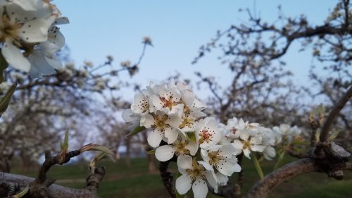 Blossoming white flowers on branches with a blurred background of trees and a clear sky.